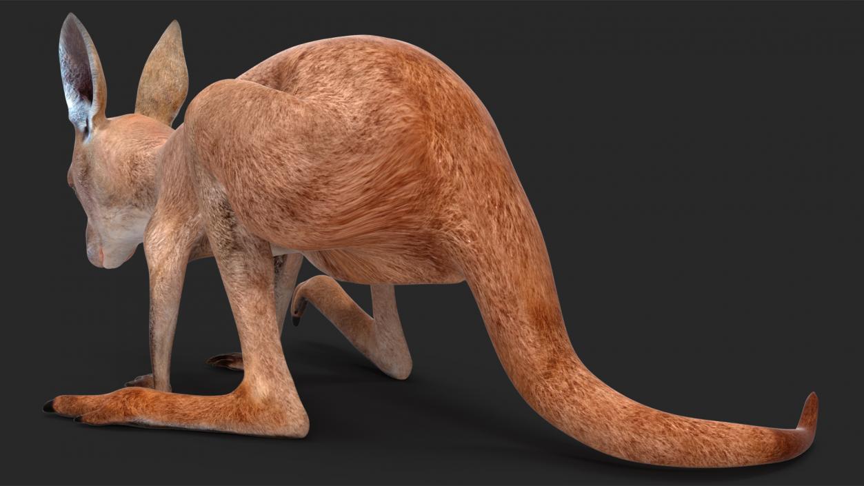 Baby Kangaroo Rigged for Maya 3D model