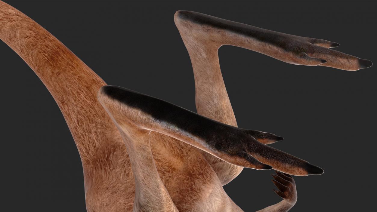 Baby Kangaroo Rigged for Maya 3D model