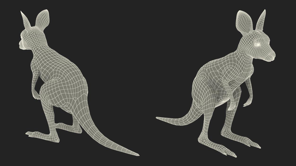 Baby Kangaroo Rigged for Maya 3D model