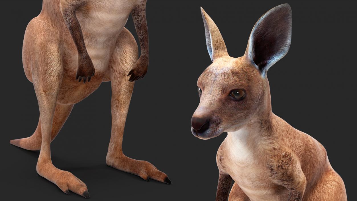 Baby Kangaroo Rigged for Maya 3D model