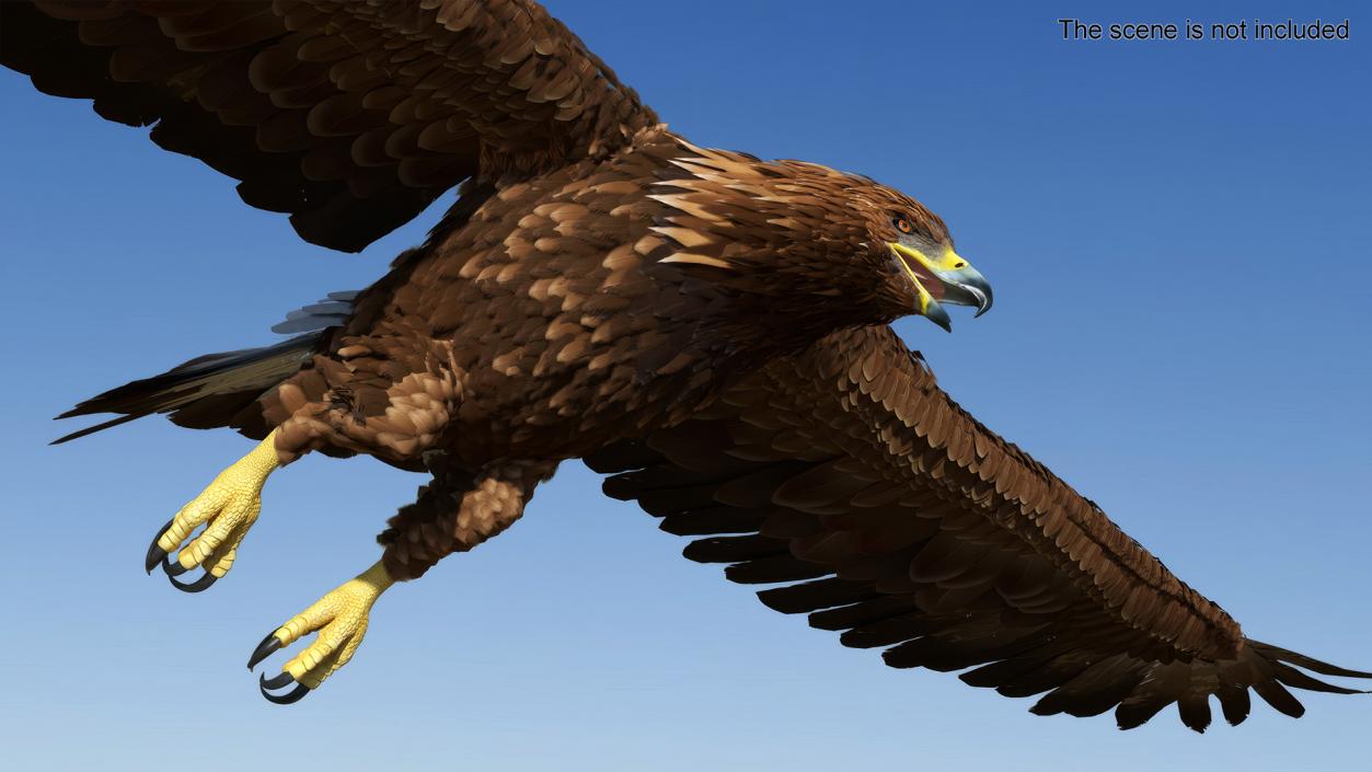 3D model Aquila Chrysaetos Eagle Flying