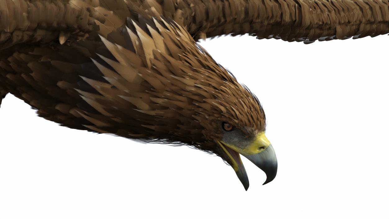 3D model Aquila Chrysaetos Eagle Flying