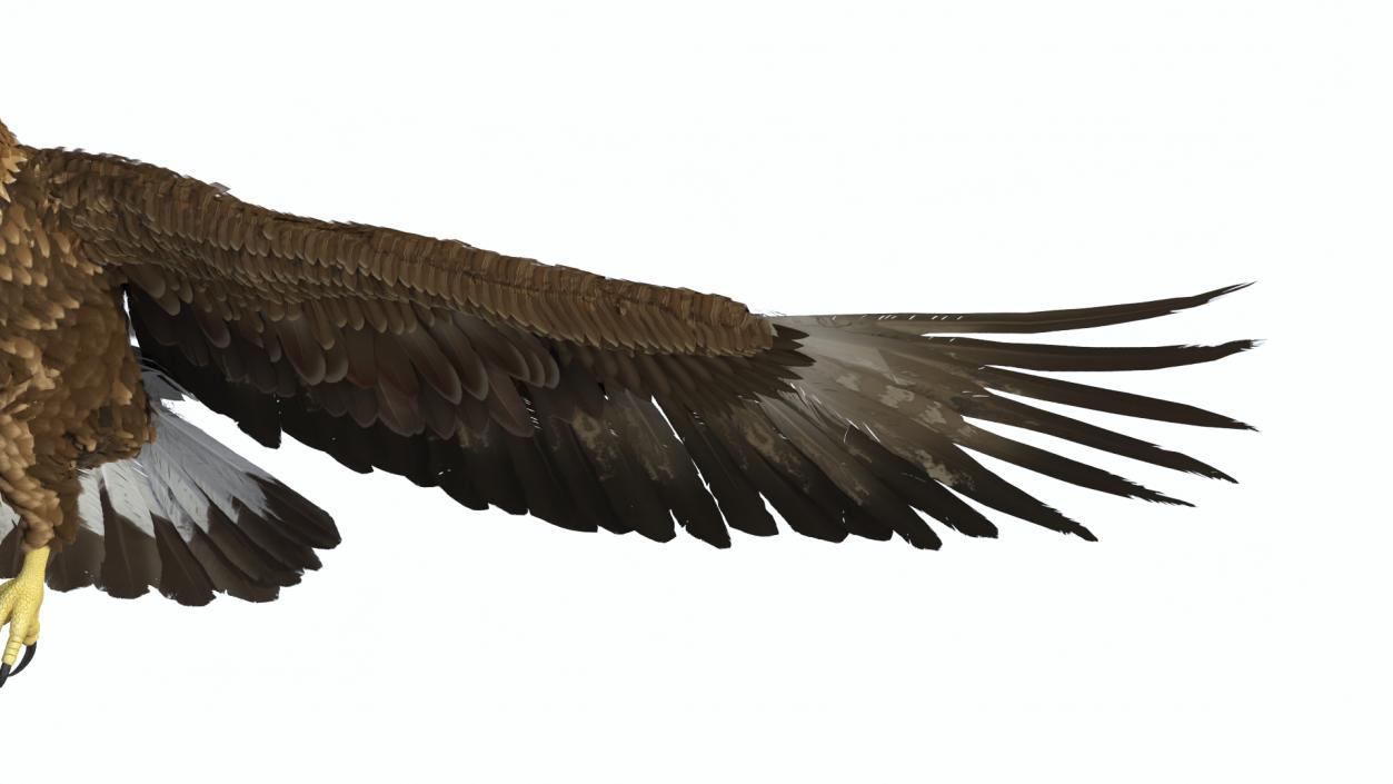 3D model Aquila Chrysaetos Eagle Flying