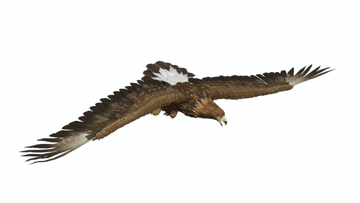 3D model Aquila Chrysaetos Eagle Flying