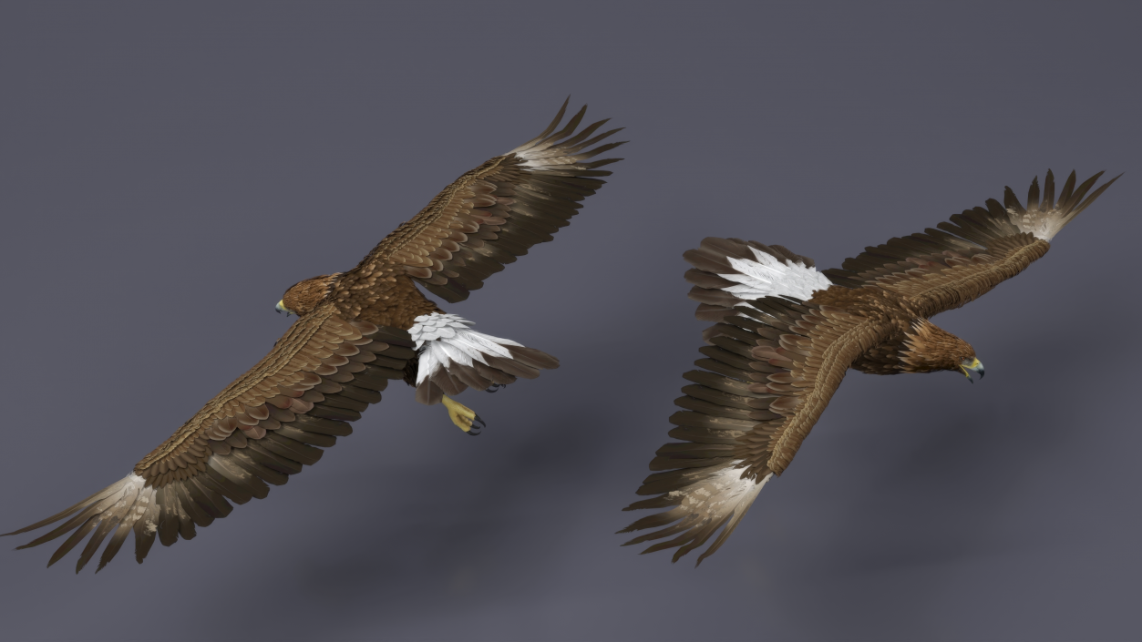 3D model Aquila Chrysaetos Eagle Flying