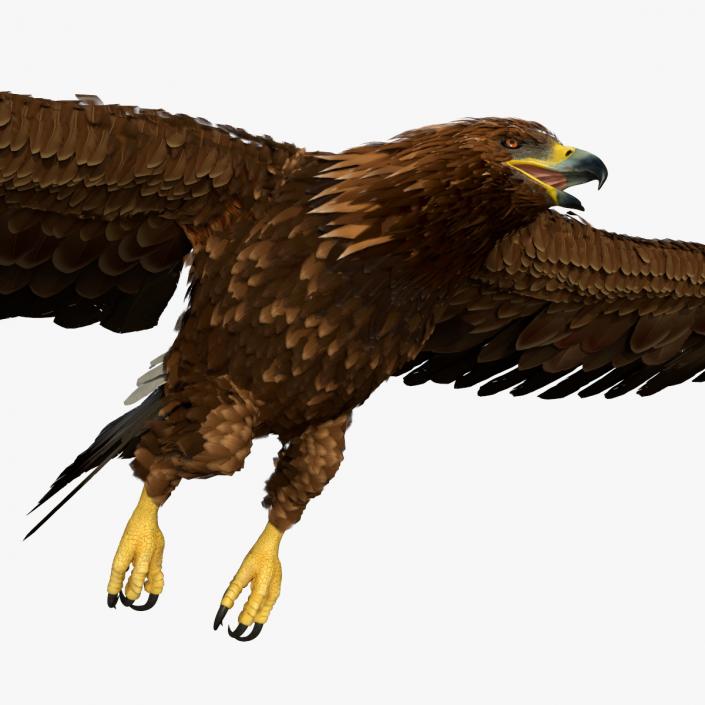 3D model Aquila Chrysaetos Eagle Flying