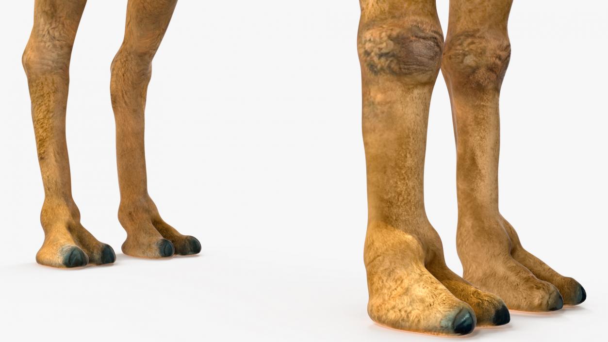 3D Bactrian Camel Rigged