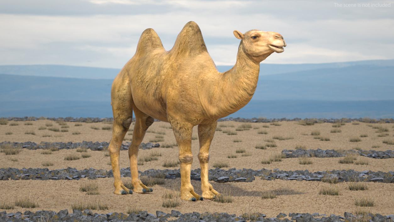 3D Bactrian Camel Rigged