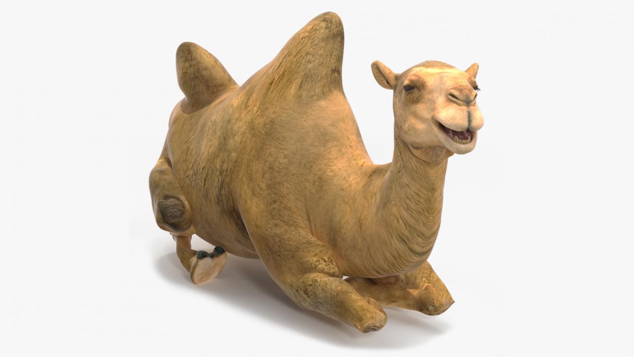 3D Bactrian Camel Rigged