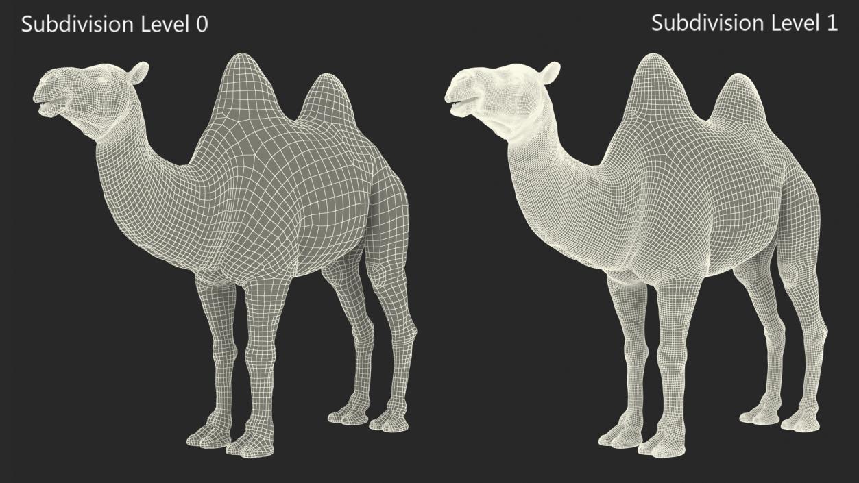 3D Bactrian Camel Rigged