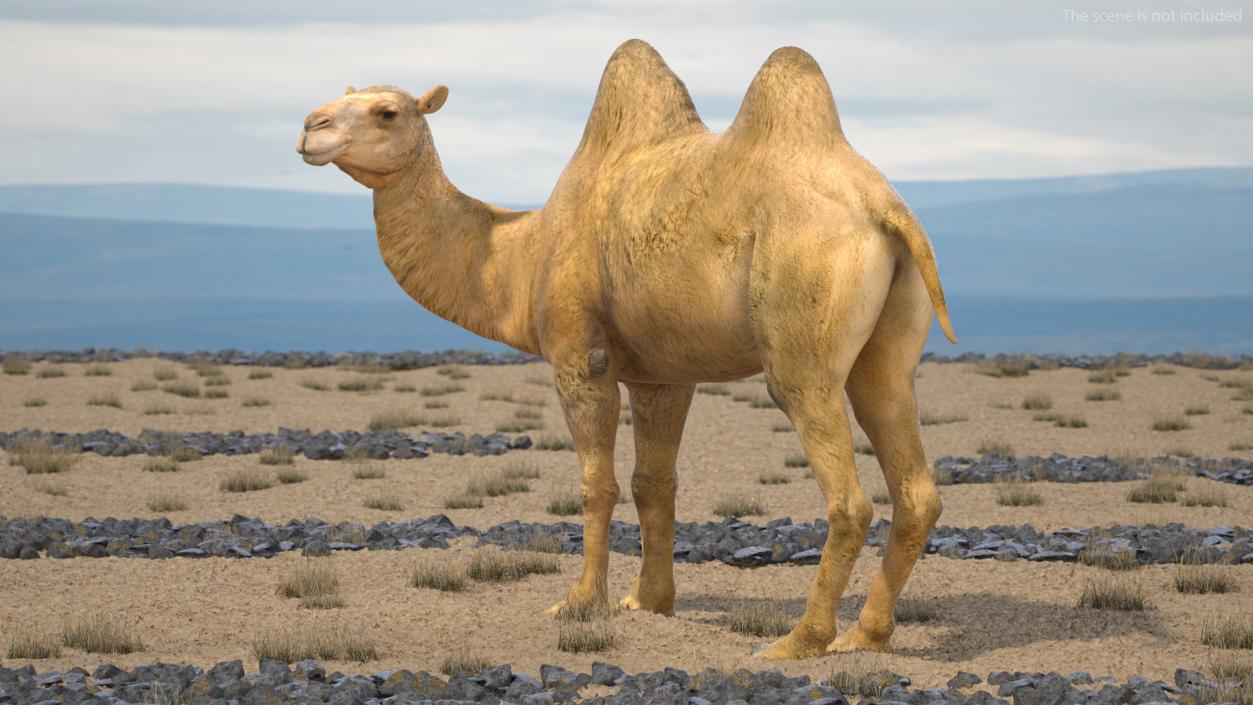 3D Bactrian Camel Rigged