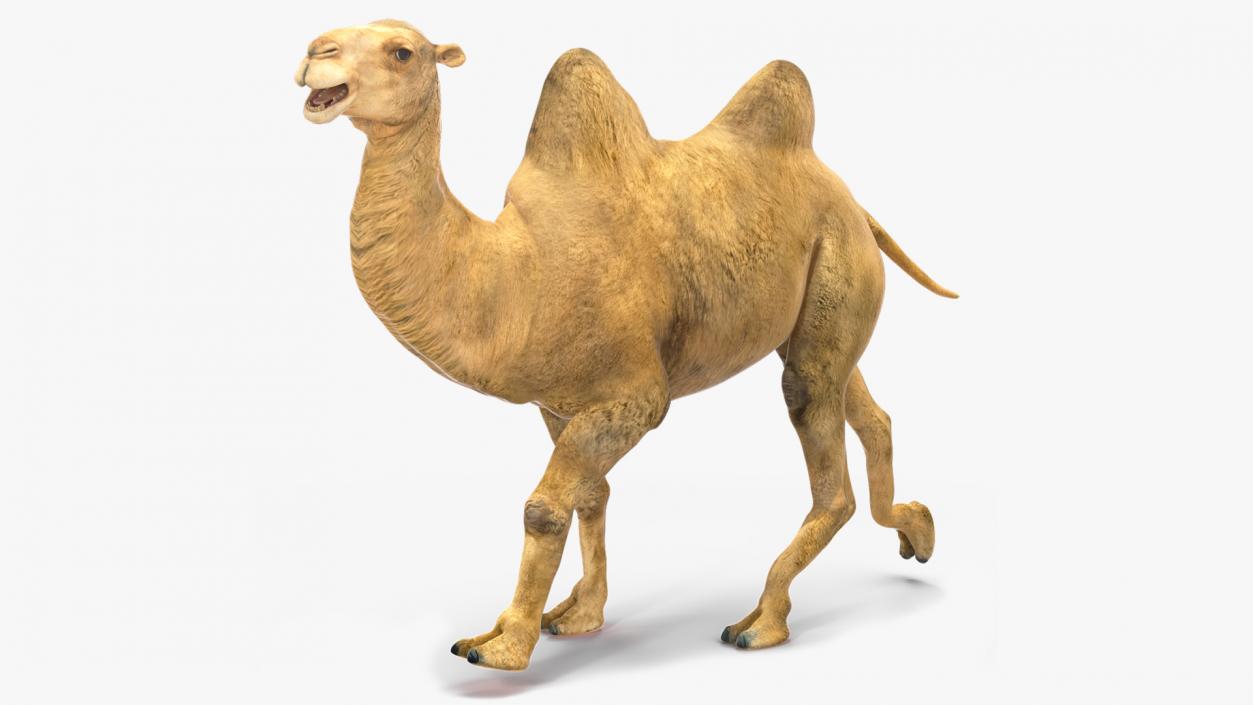 3D Bactrian Camel Rigged