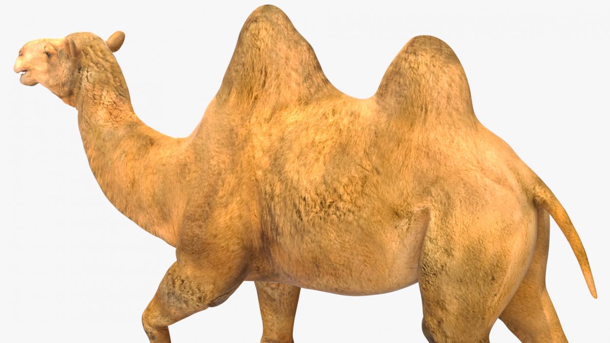 3D Bactrian Camel Rigged