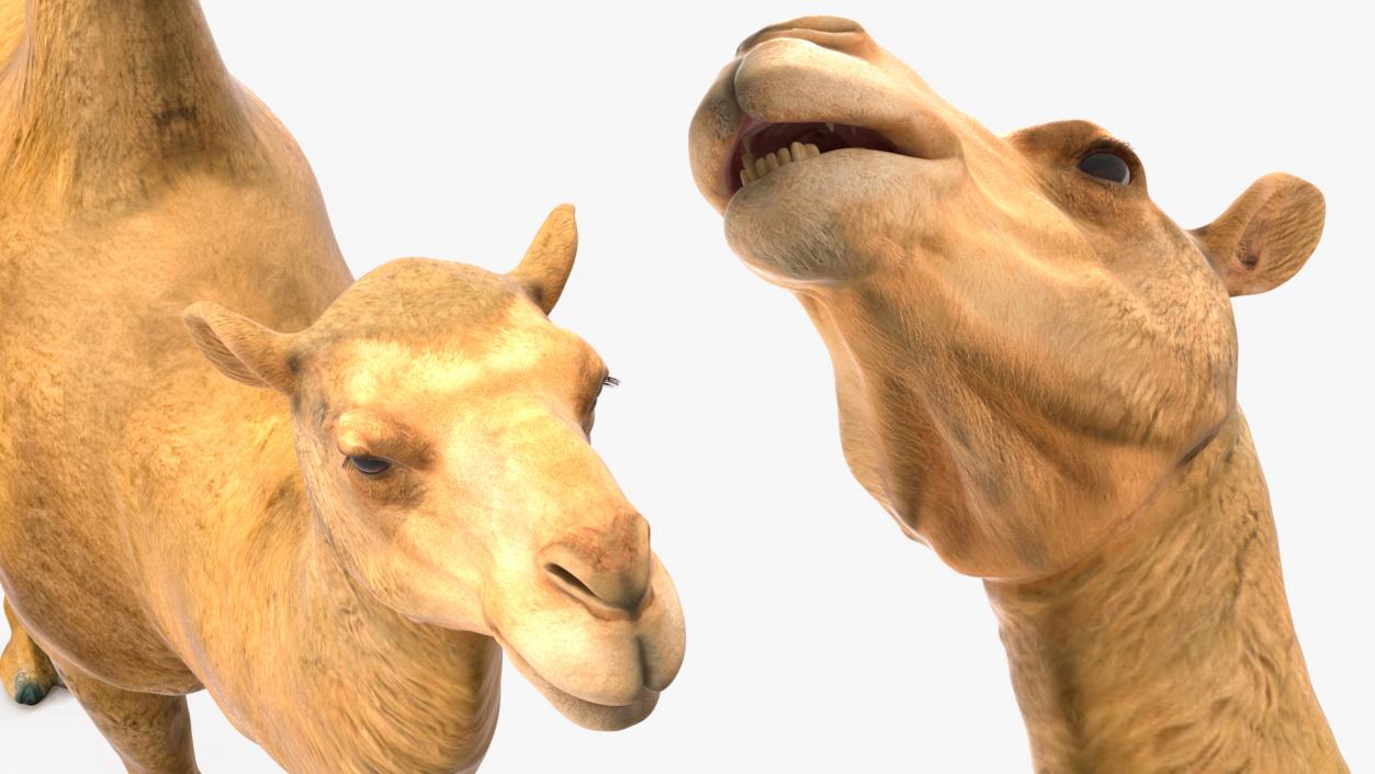 3D Bactrian Camel Rigged