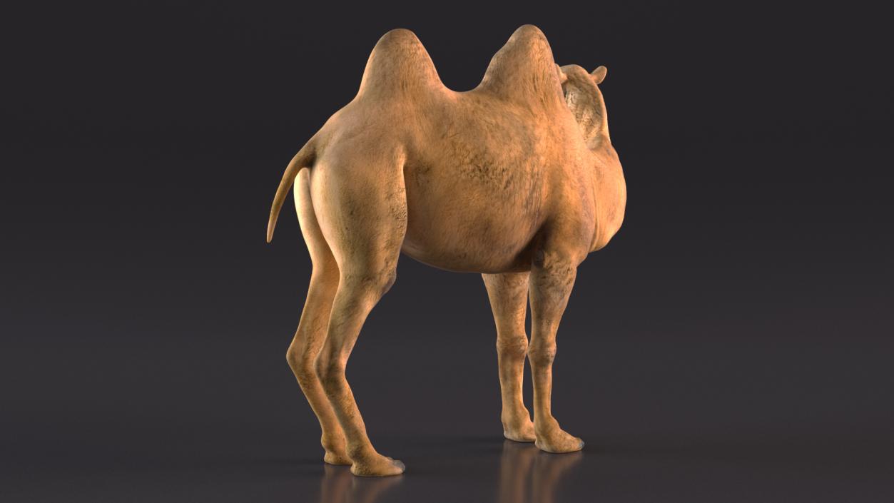 3D Bactrian Camel Rigged