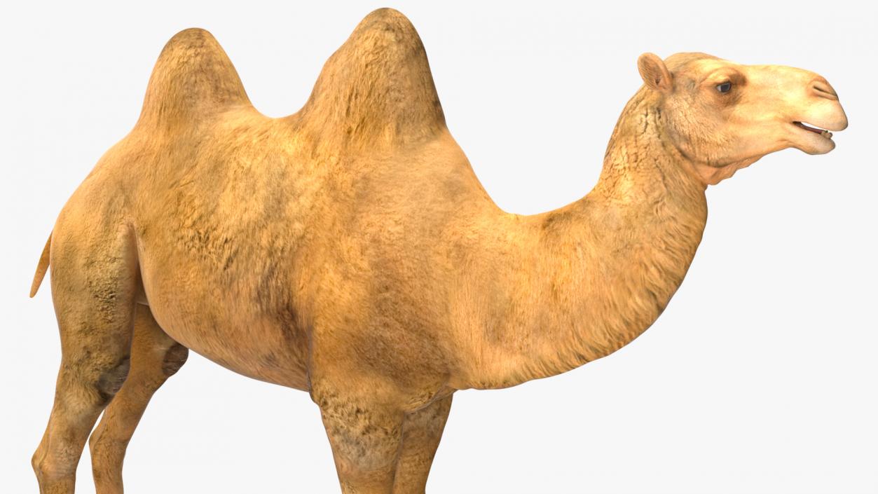 3D Bactrian Camel Rigged