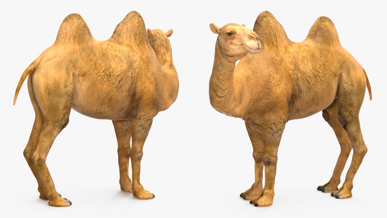 3D Bactrian Camel Rigged