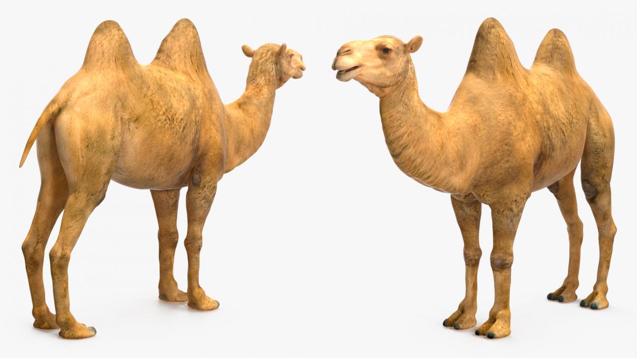 3D Bactrian Camel Rigged