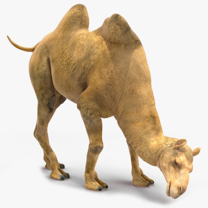 3D Bactrian Camel Rigged