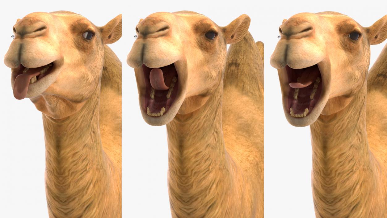 3D Bactrian Camel Rigged