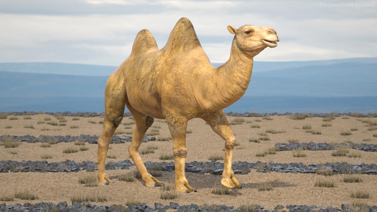 3D Bactrian Camel Rigged