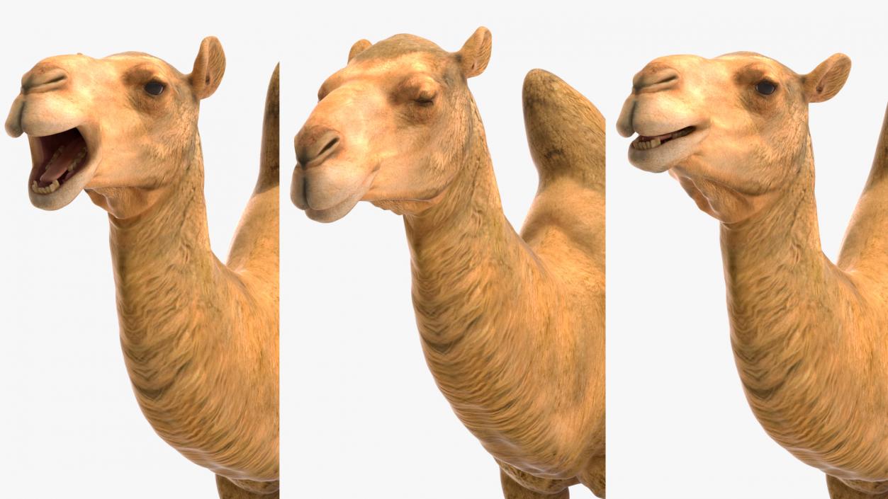 3D Bactrian Camel Rigged