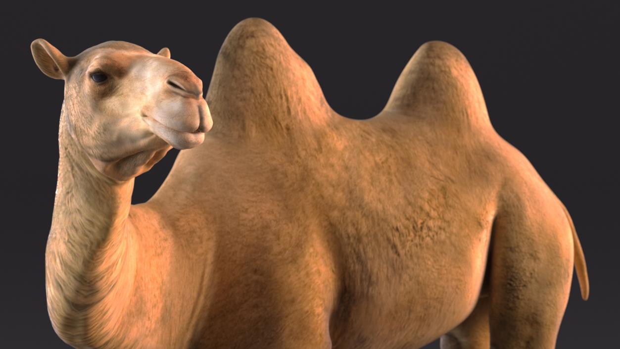 3D Bactrian Camel Rigged