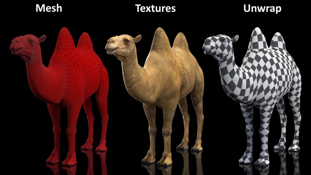 3D Bactrian Camel Rigged