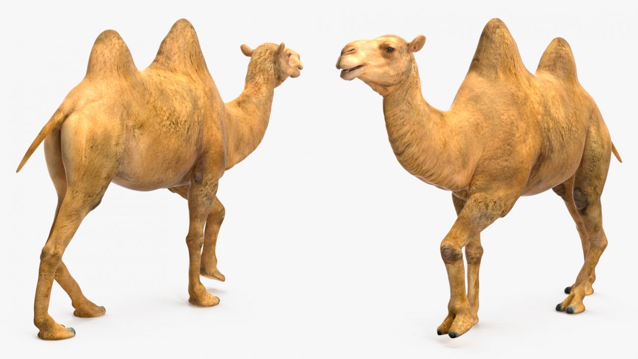 3D Bactrian Camel Rigged