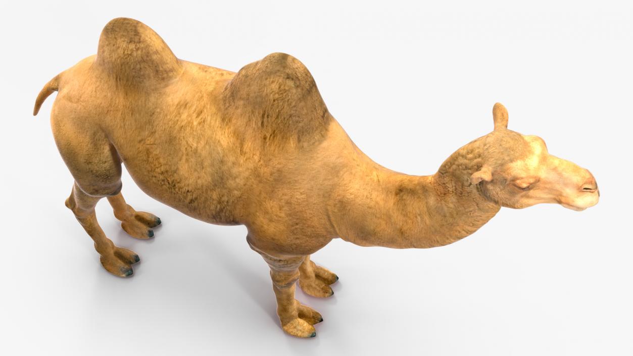 3D Bactrian Camel Rigged