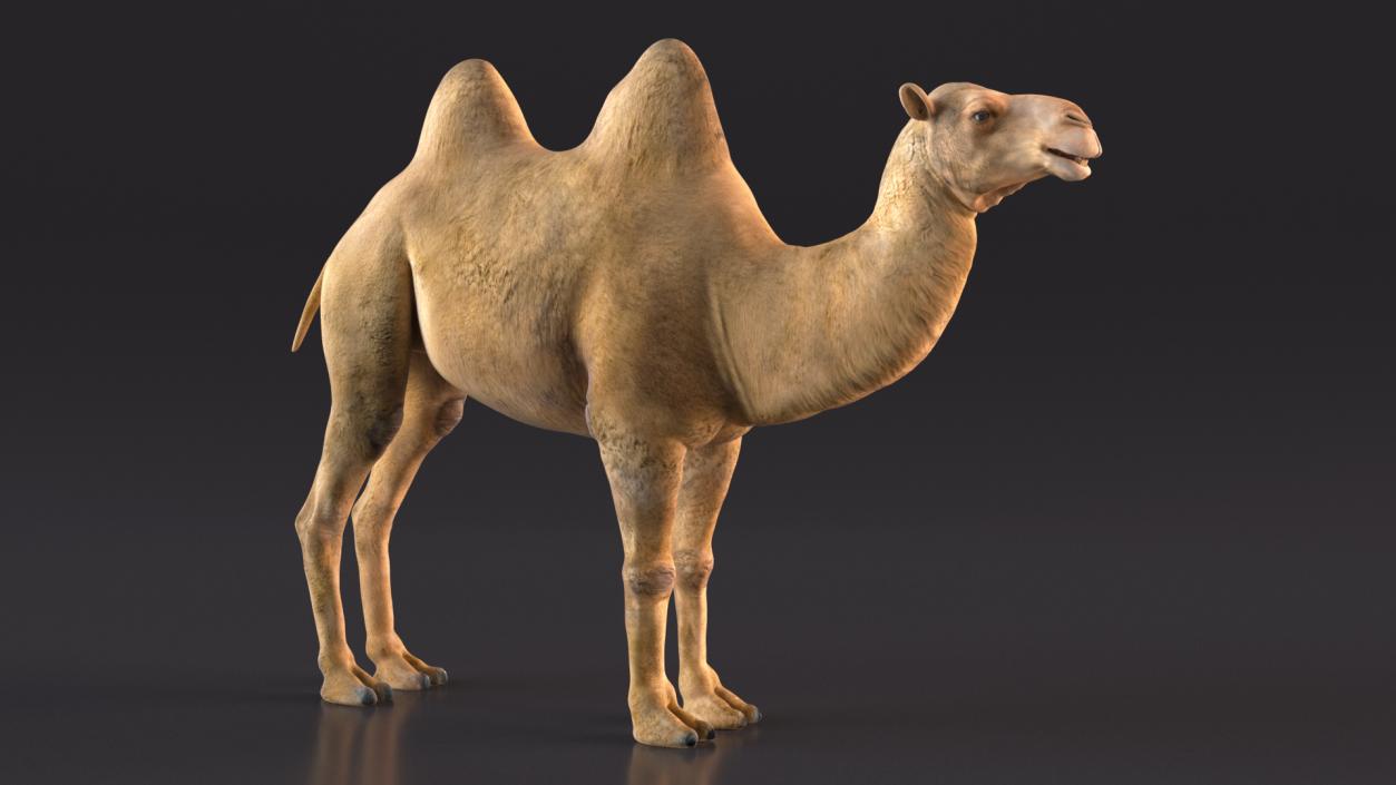 3D Bactrian Camel Rigged