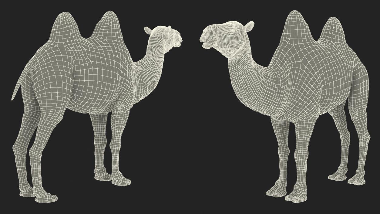 3D Bactrian Camel Rigged