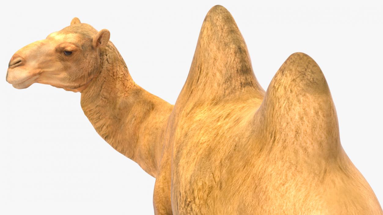 3D Bactrian Camel Rigged