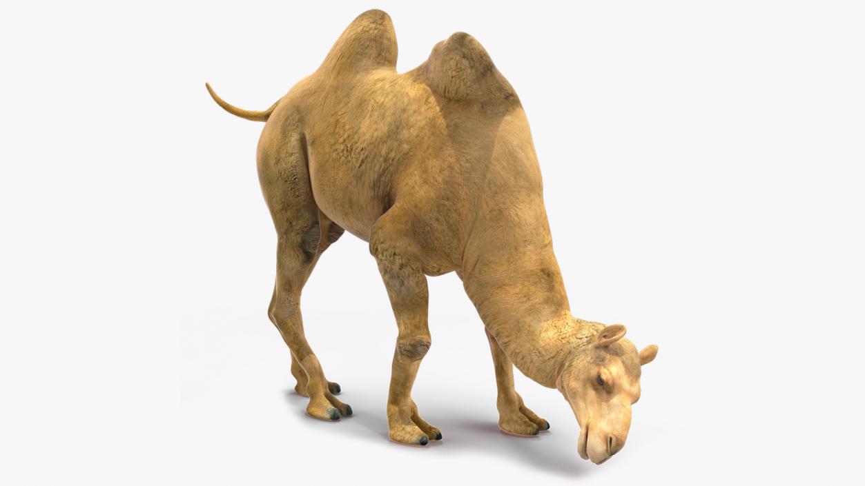 3D Bactrian Camel Rigged