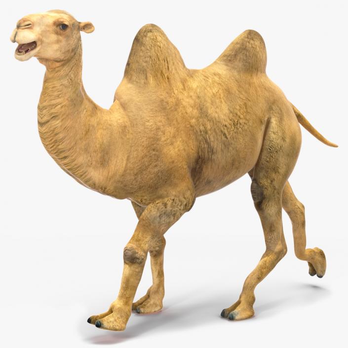 3D Bactrian Camel Rigged