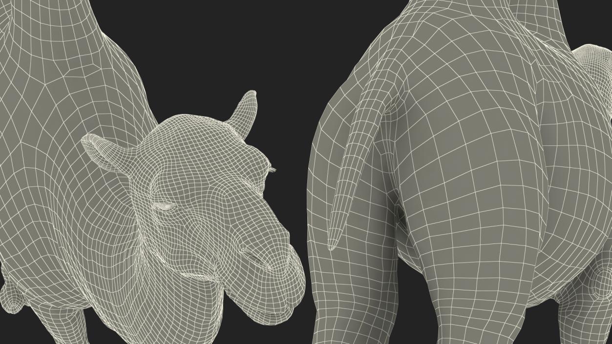 3D Bactrian Camel Rigged