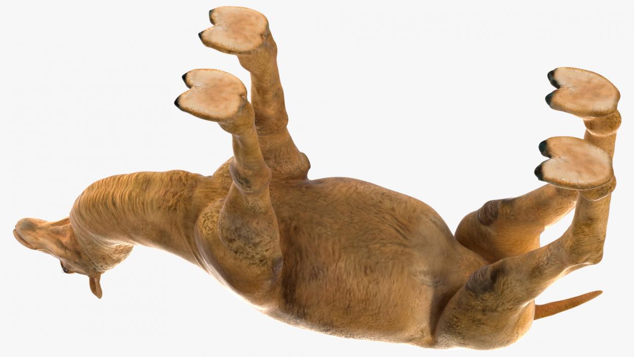 3D Bactrian Camel Rigged