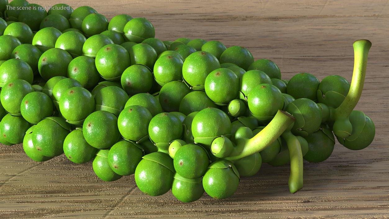 Fresh Peppers Collection 3D model