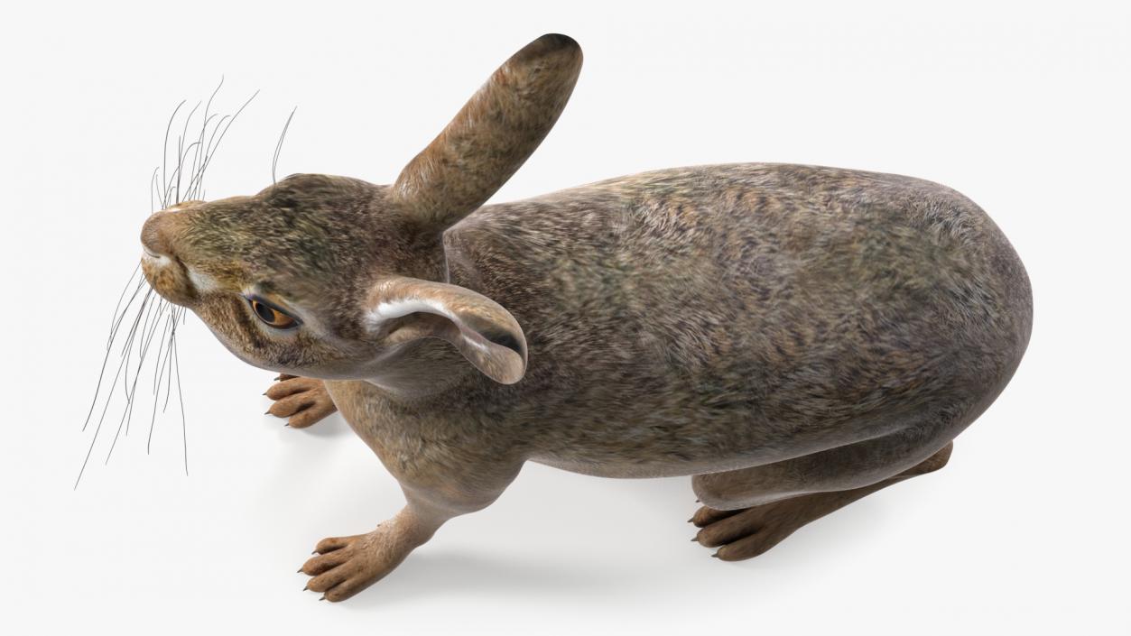 Sitting Lepus Americanus 3D model