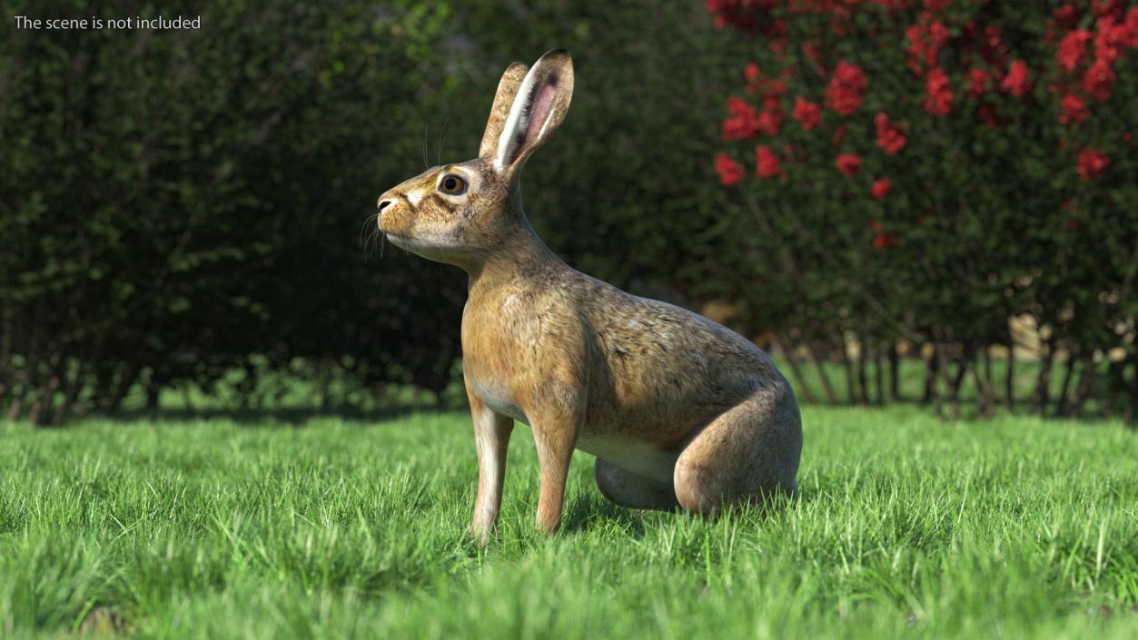 Sitting Lepus Americanus 3D model