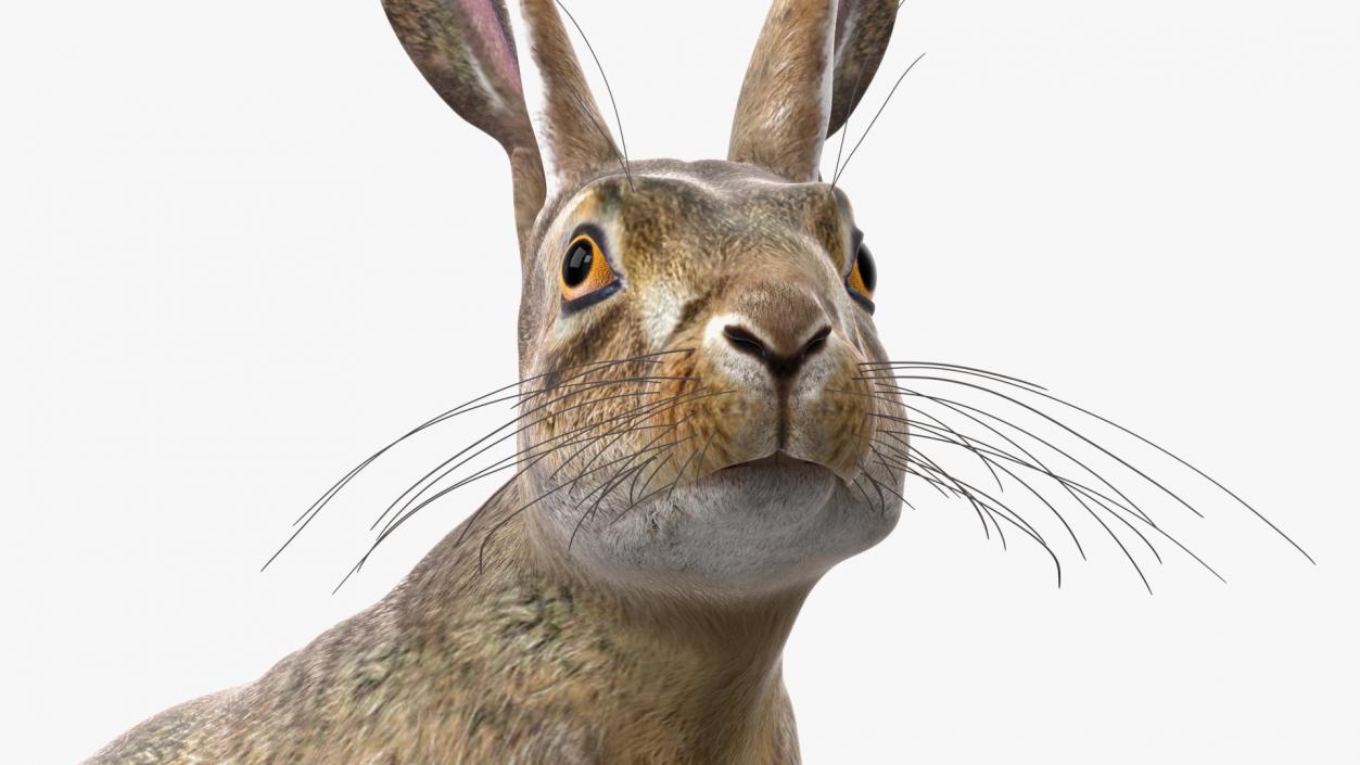 Sitting Lepus Americanus 3D model