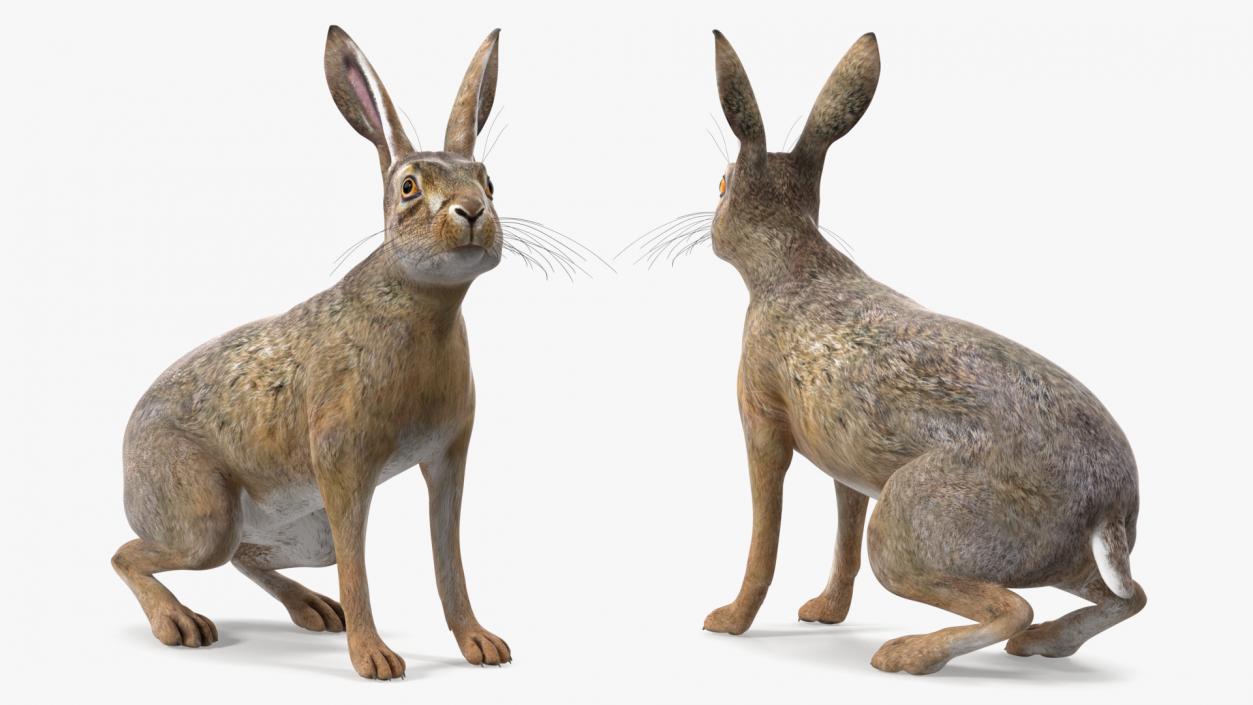 Sitting Lepus Americanus 3D model