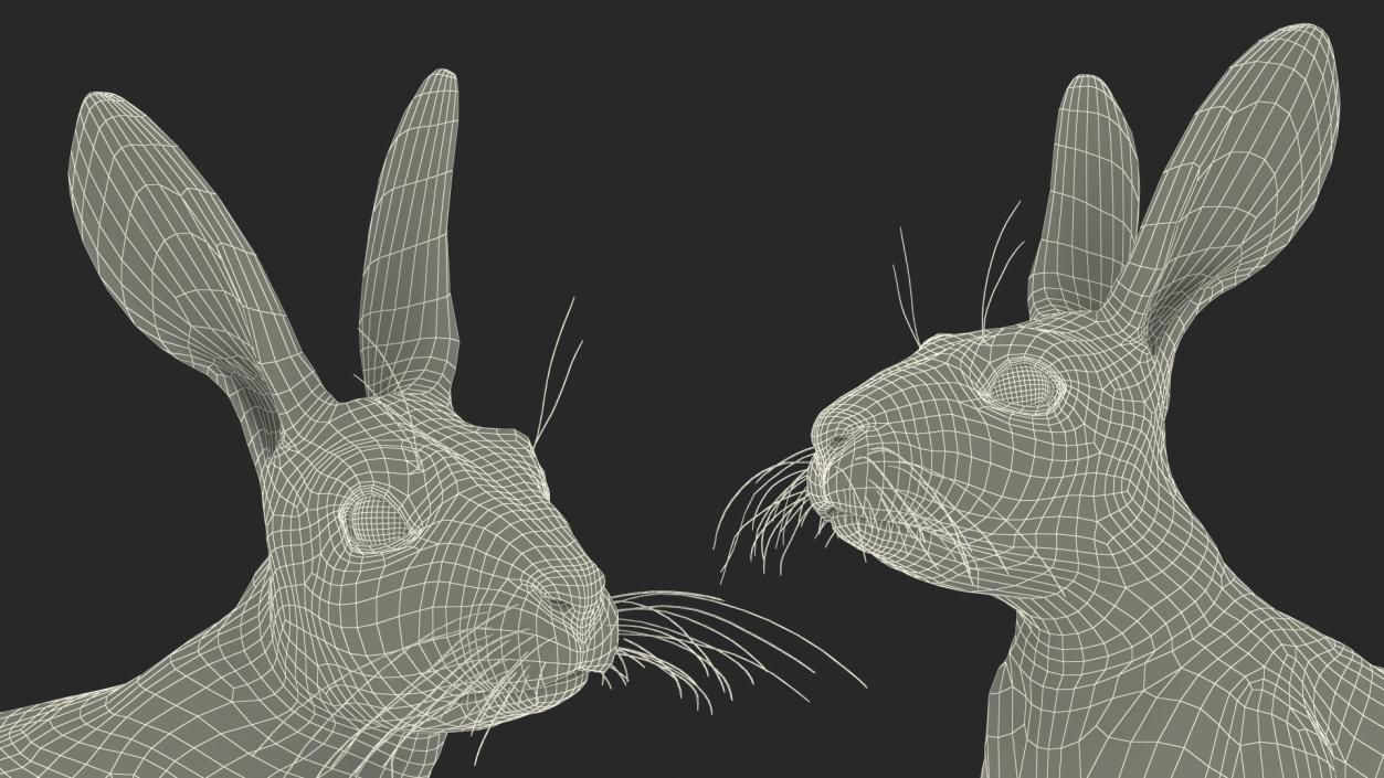 Sitting Lepus Americanus 3D model