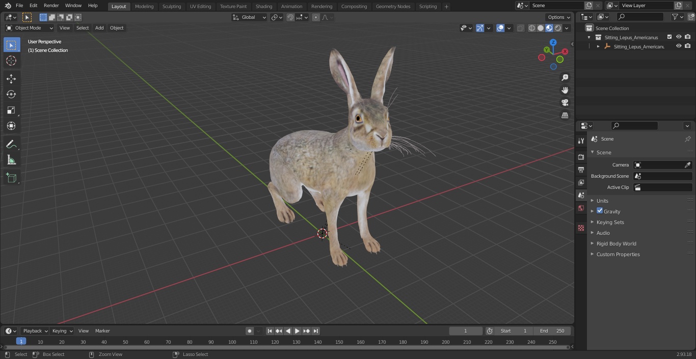 Sitting Lepus Americanus 3D model