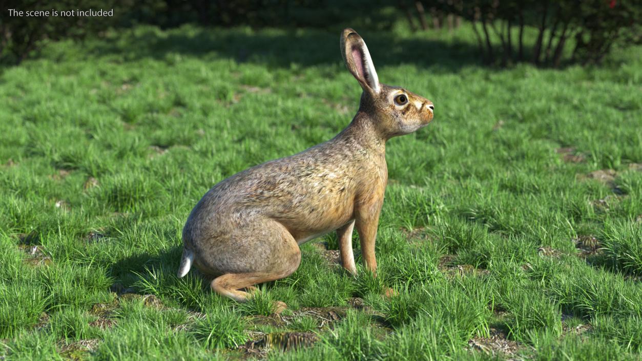 Sitting Lepus Americanus 3D model