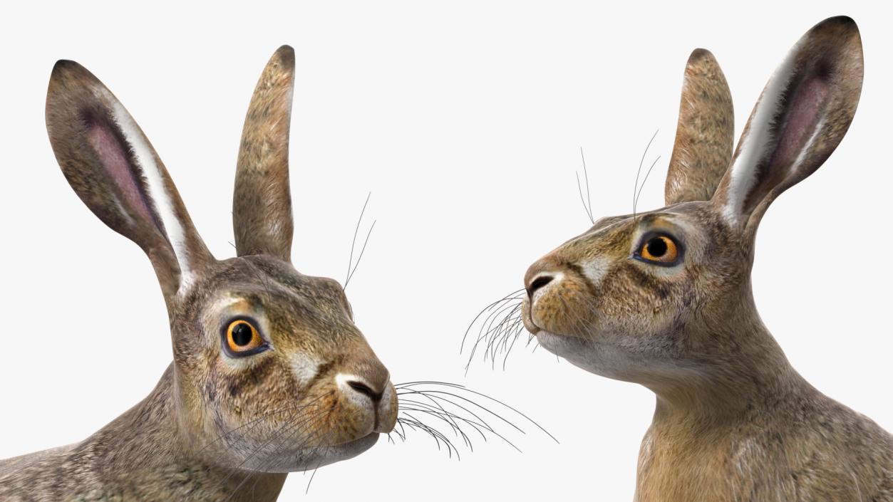 Sitting Lepus Americanus 3D model