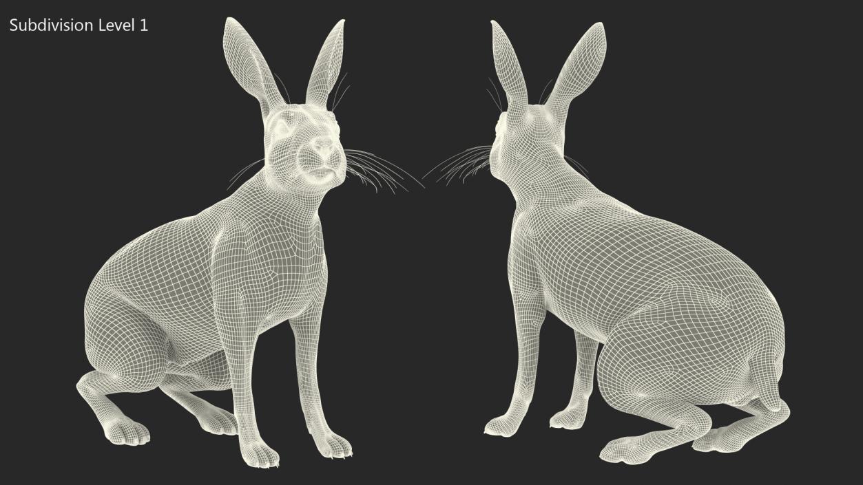 Sitting Lepus Americanus 3D model