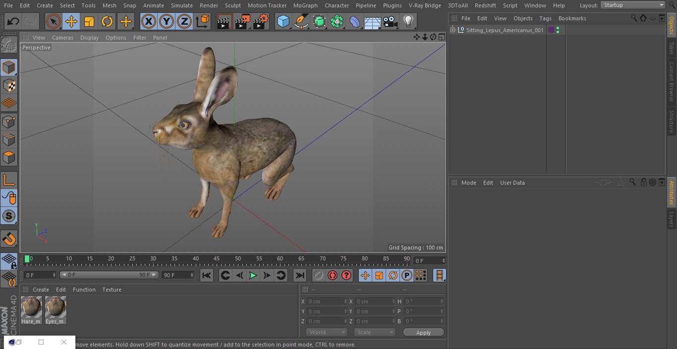 Sitting Lepus Americanus 3D model