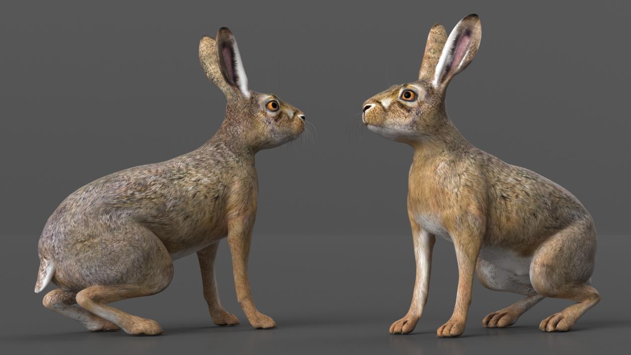 Sitting Lepus Americanus 3D model