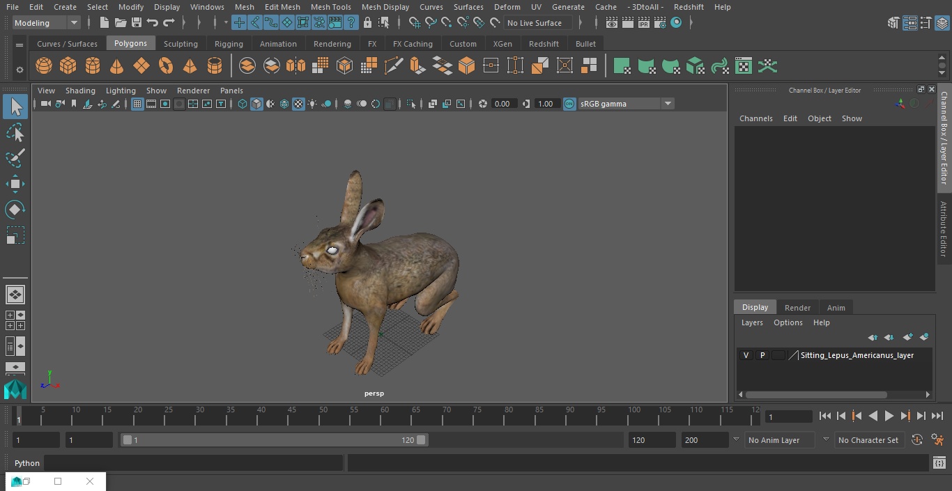 Sitting Lepus Americanus 3D model